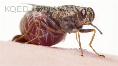 A Tsetse Fly Births One Enormous Milk Fed Baby