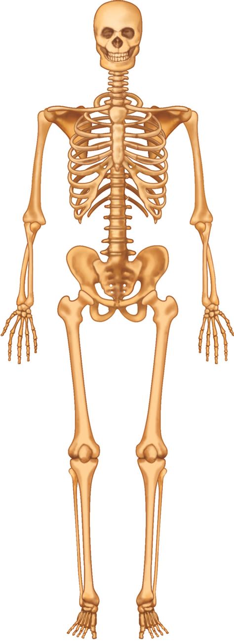 The Importance Of The Human Skeleton System