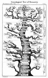 Theory Of Evolution Tree