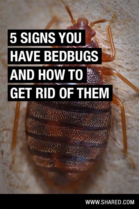 Bed Bugs Are Kind Of A Nightmare But The Important Thing Is To Know