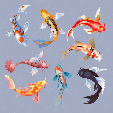 Premium Vector Koi Fish Illustration Japanese Carp And Colorful