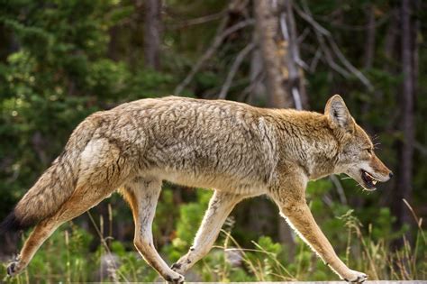 Coyote Sightings In Prince William County Authorities Say The