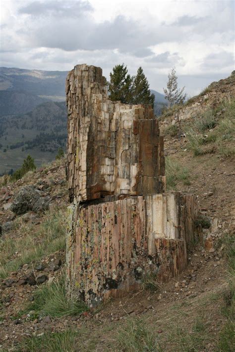 Petrified Tree From Specimen Ridge In Yellowstone National Park These