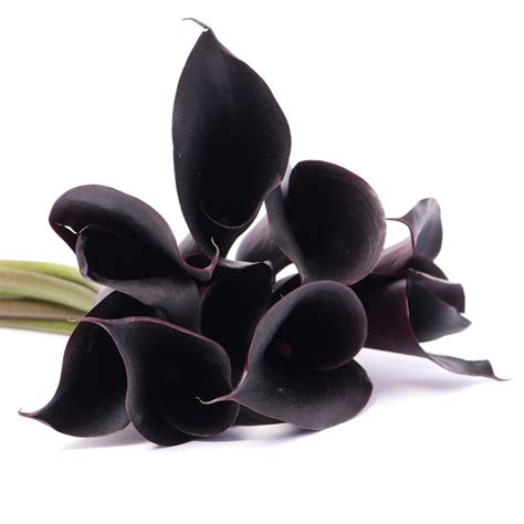 You can see examples of diy wedding flowers on our flower inspiration gallery! Mini Calla Lily | Mini calla lilies, Black calla lily ...