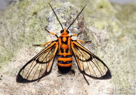 Monday Nature Zen The Not Actually A Wasp Moth Wired