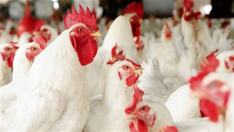 Perdue Significantly Cuts Antibiotic Use In Chickens The Pew