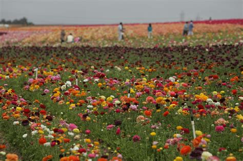 Flowers for san diego offers same day flower & gift basket delivery for san diego at very low rates. San Diego's flower season begins - The San Diego Union-Tribune