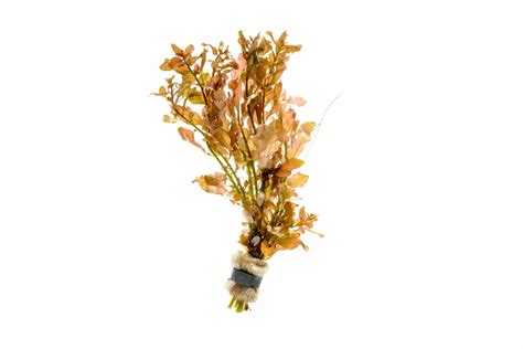 Ludwigia Inclinata — Buce Plant