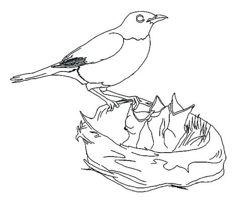 Bird Nest Coloring Page At Free Printable Colorings