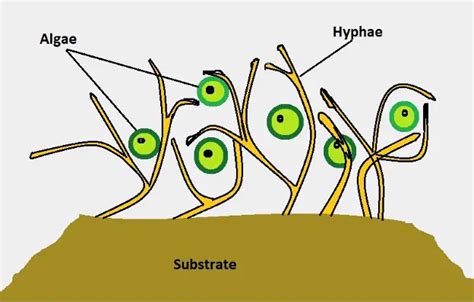 Specialized Structures Of Lichen