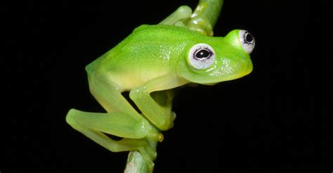 Real Life Kermit The Frog Found In Costa Rica Discovery Blog Discovery