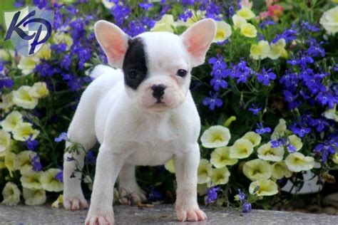 Your french bulldog will require tons of attention from you as these dogs thirst for it and do not tolerate long periods alone well. Puppy Finder: Find & Buy a Dog today by using our ...