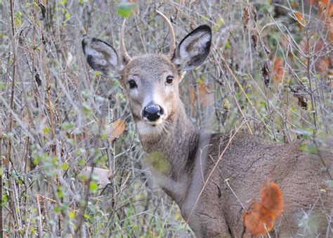 What Is A Spike Buck Answered With Photos World Deer