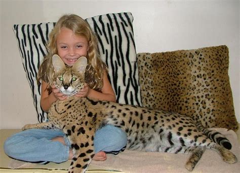 A Savannah Cat Is A Cross Between A Domestic Cat And The Serval Cat A