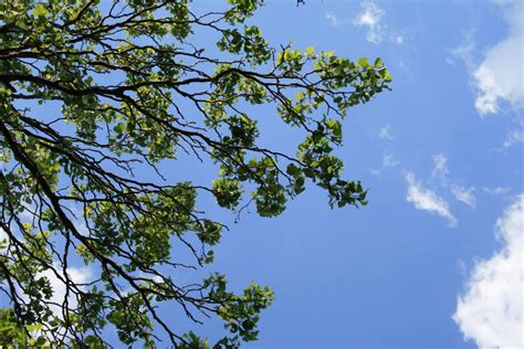 Free Images Tree Branch Cloud Sky White Sunlight Leaf Daytime