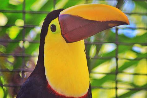 10 Amazing Rainforest Animals In Central America Honduras Travel