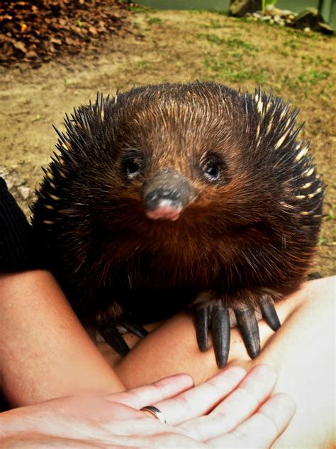 Hug A Wombat