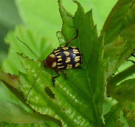One Of The Cse Bearing Leaf Beetles Bassareus Brunnipes Flickr