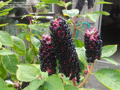 Plantfiles Pictures Phytolacca Species Himalayan Pokeweed Indian