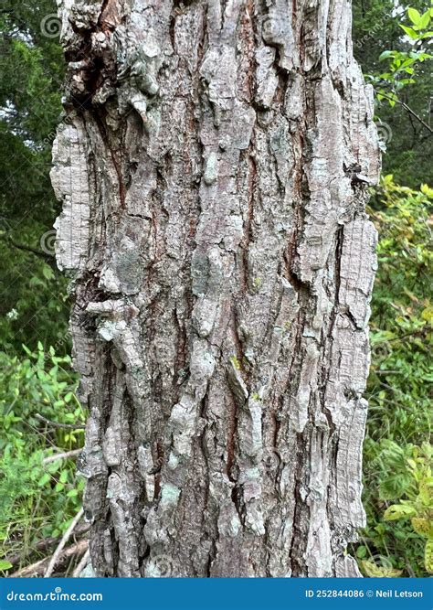 Tree Identification Bark Winged Elm Stock Photo Image Of Rough