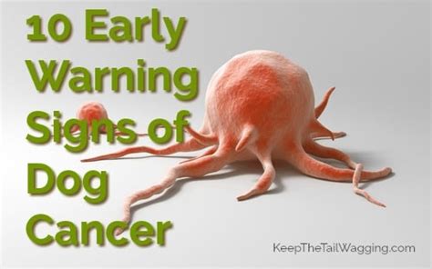 10 Early Warning Signs Of Dog Cancer Keep The Tail Wagging Raw