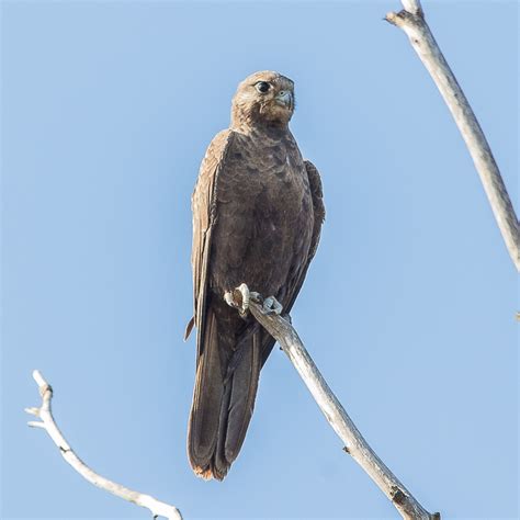 Birdlife Melbourne Black Falcon