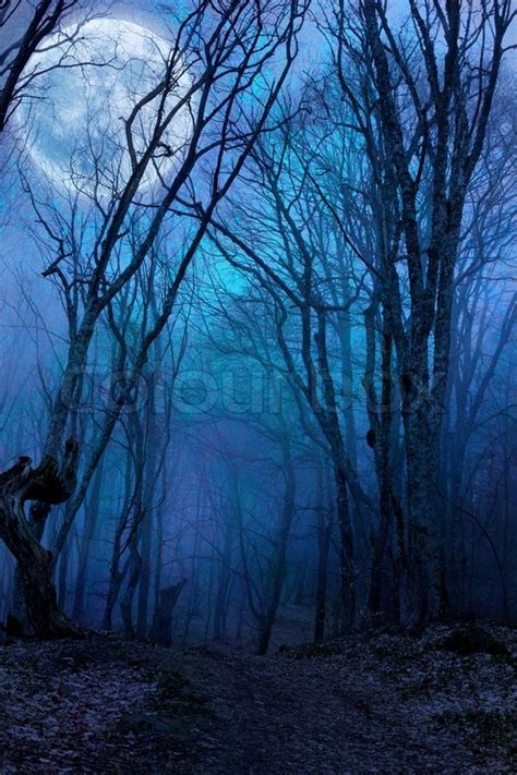 Dark Night Forest Agaist Full Moon Stock Photo Colourbox