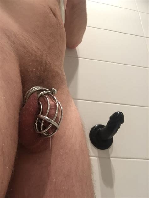 Ringed Cock