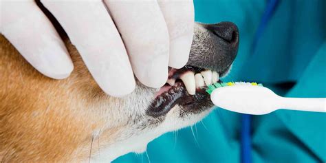 Pet Dental Care In Rochester Ny Westside Animal Hospital