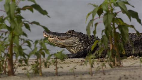 1000 Pound Alligator Caught In Lake Okeechobee
