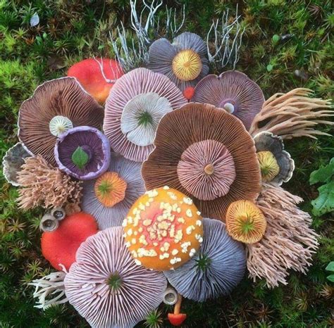 Mushrooms Gorgeous Bouquet Mushroom Fungi Mushroom Art Mushroom