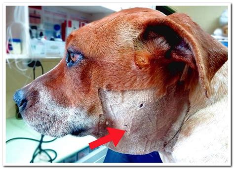 Swollen Lymph Nodes On Dogs Neck Images And Photos Finder