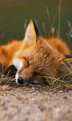 Free Download Bing Images Fox Fur Nebula Der Fuchspelz