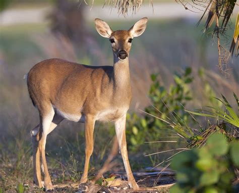 12 Coolest Native Animals In Florida You May See Florida Trippers