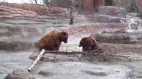 Indianapolis Zoo Bears Youtube