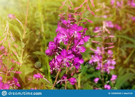 French Willow Epilobium Angustifolium Stock Image Image Of Herbage