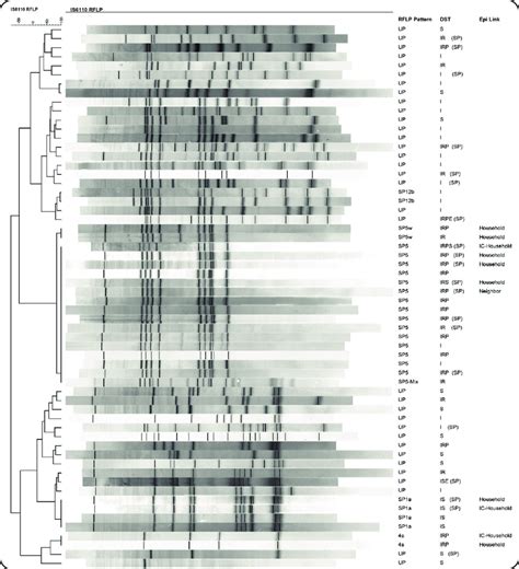 Canadian journal of forest research, 21: Restriction fragment length polymorphism patterns (RFLP ...