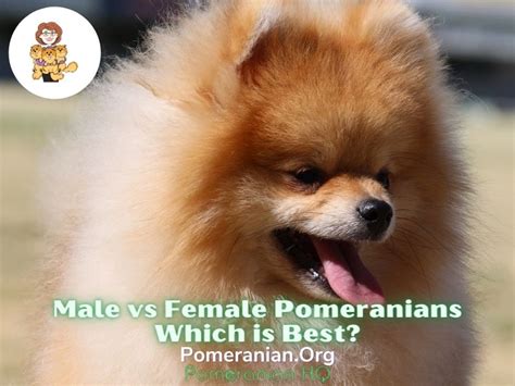 Male Vs Female Pomeranian Dogs Which Is Best