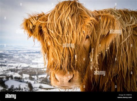 Highland Cattle Grazing On The Malvern Hills In Snow At Wintertime