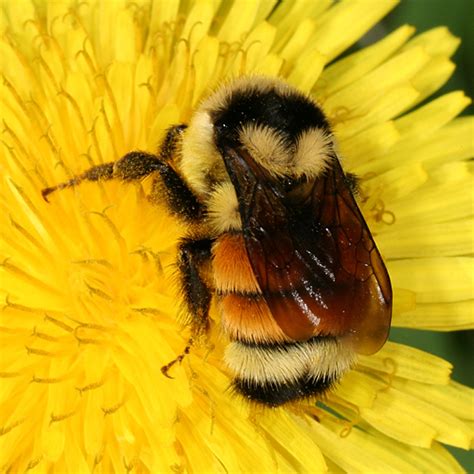 See more of bumble on facebook. Bumble Bee | Animal Wildlife