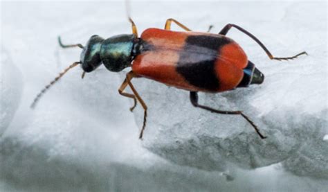 Maycintadamayantixibb Red And Black Beetle Images