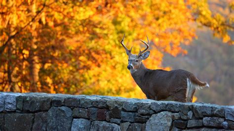 Whitetail Deer With Background Of Tree With Yellow Leaves