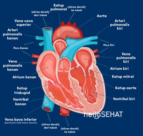 Selain otak, jantung merupakan bagian utama dari organ tubuh yang paling vital. Kumpulan Gambar Organ Jantung Pada Manusia
