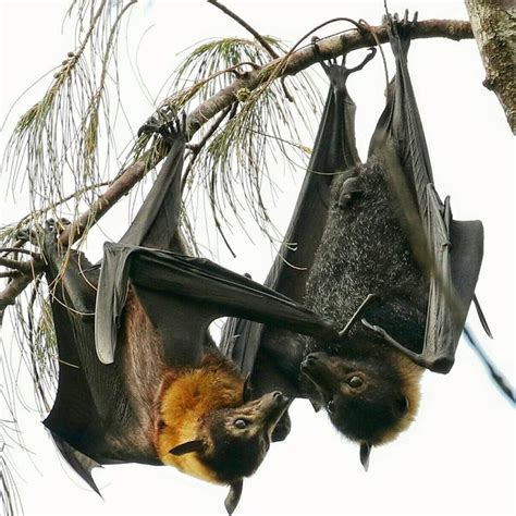 363 Best Images About Bats My Beautiful Babies On