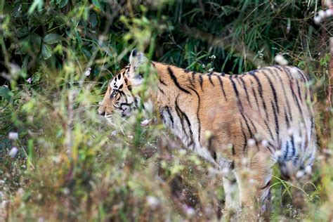 Tiger Conservation Tiger Safari Wildlife Blogs India