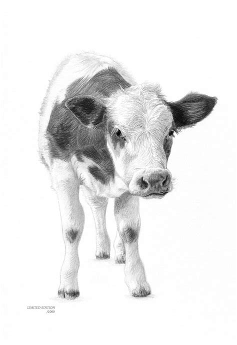 Calf Baby Farm Animal Nursery Cow Limited Edition Art Drawing Etsy