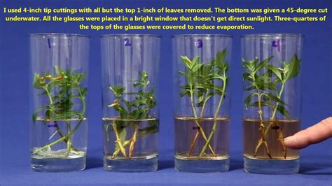 Best Way To Propagate Stem Cuttings In Water With Images
