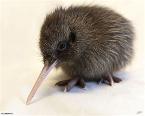 Baby Kiwi So Cute Baby Kiwi Kiwi Bird Flightless Bird