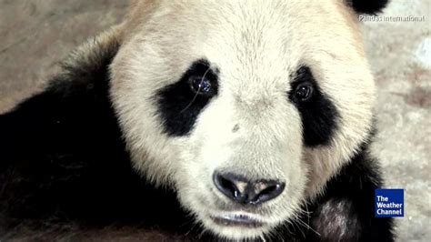 Pan Pan The Panda Has Passed On He Was A Prolific Father With More