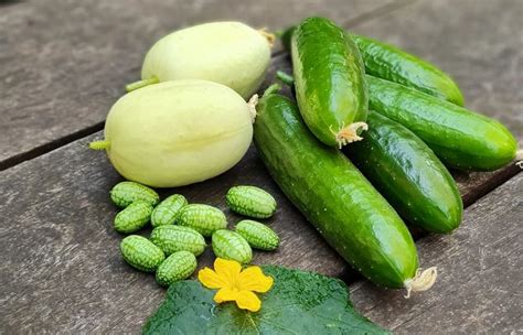 20 Popular Cucumber Types With Names And Pictures